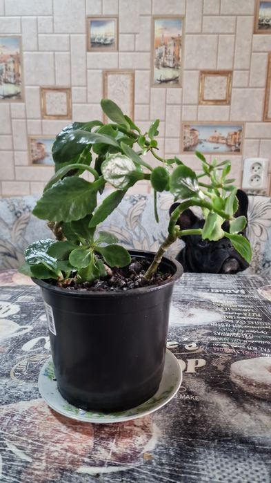 Продам комнатные цветы