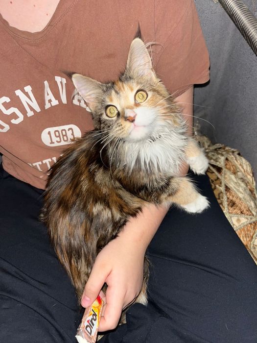 Продам мейкуна девочку