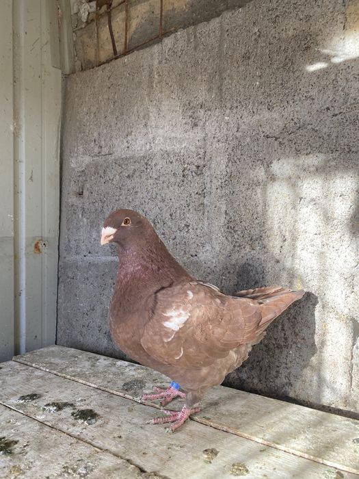 Porumbei standard american