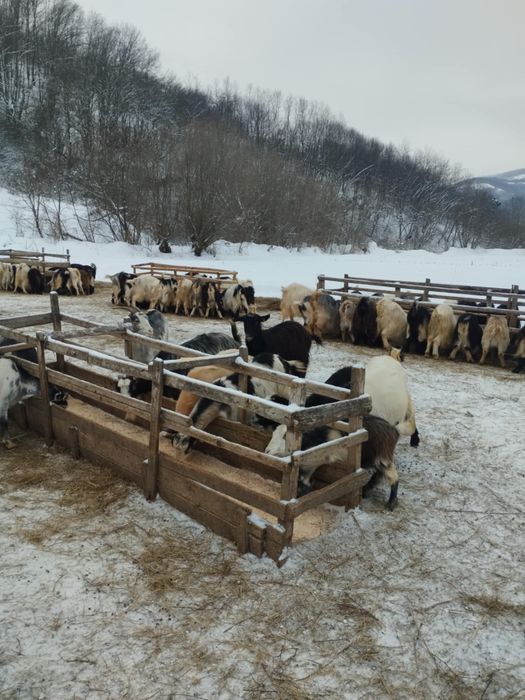 Vand 100 capre rasa Carpatina