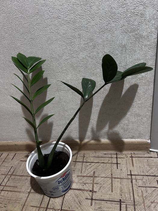 Продам комнатные цветы