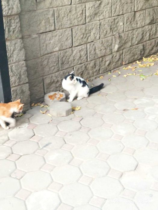 Отдам кошечку в хорошие руки.