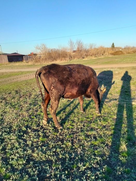 Продам стельную корову