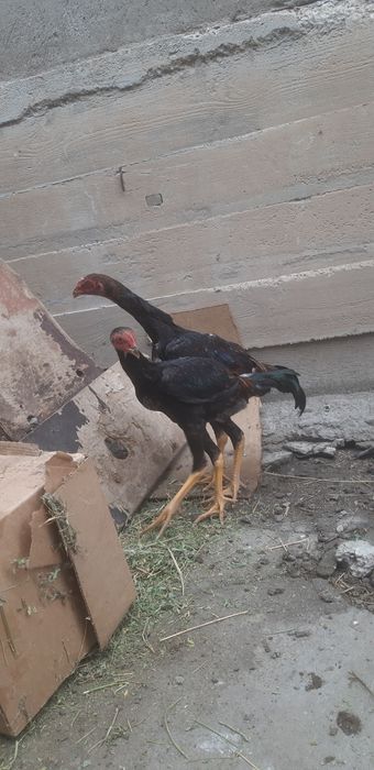 Продам бойцовые цыплята дакан