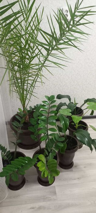 Пальма  финик 15 летний