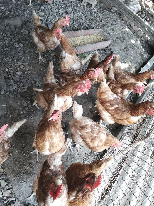 Продам кур несушек