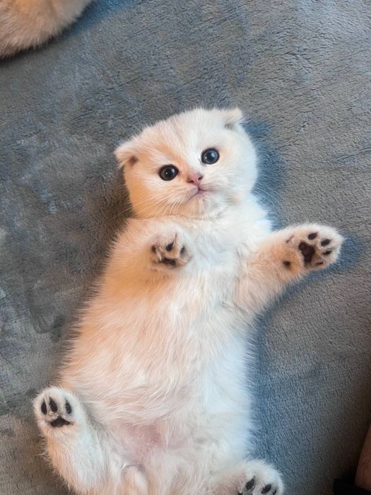 Котенок скоттиш страйт