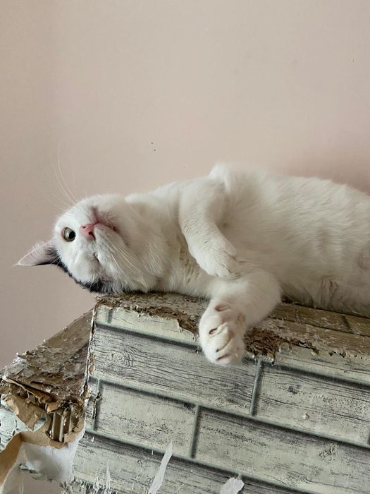 В  очень добрые руки