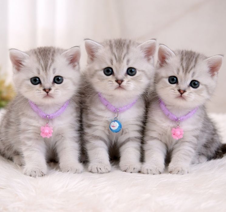 Серебристые шиншиллы