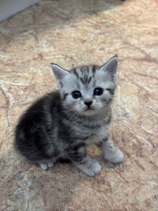 Котенка продам .