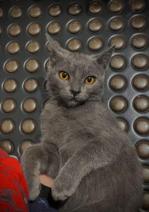 Котенок милый ласковый игривый