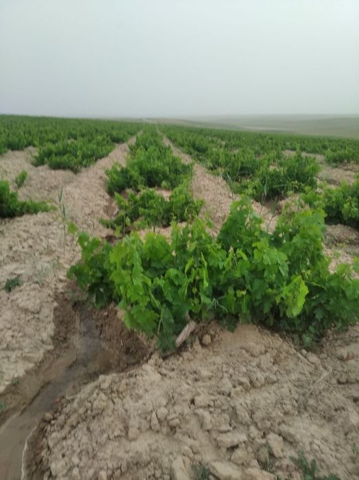 Uzumzor yerni ijaraga olish huquqi sotiladi