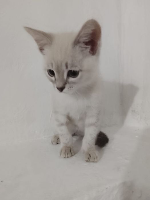 Отдам котенка в добрые руки. Мальчик