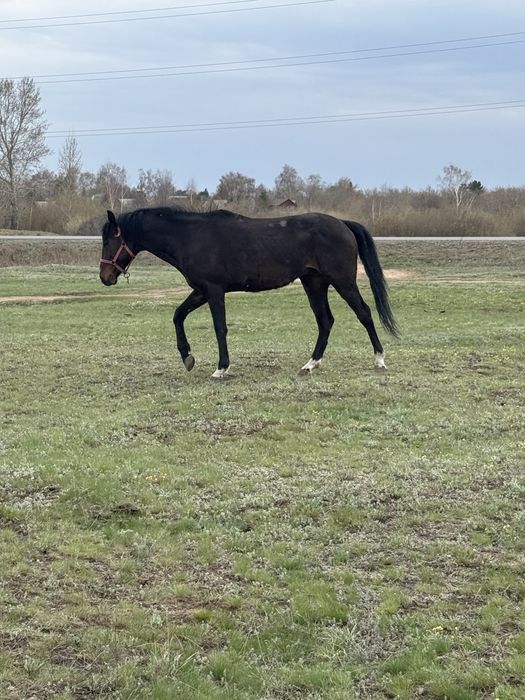 Ағылшын айғыр.