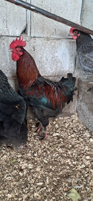 Gaini marans Onești Bacău