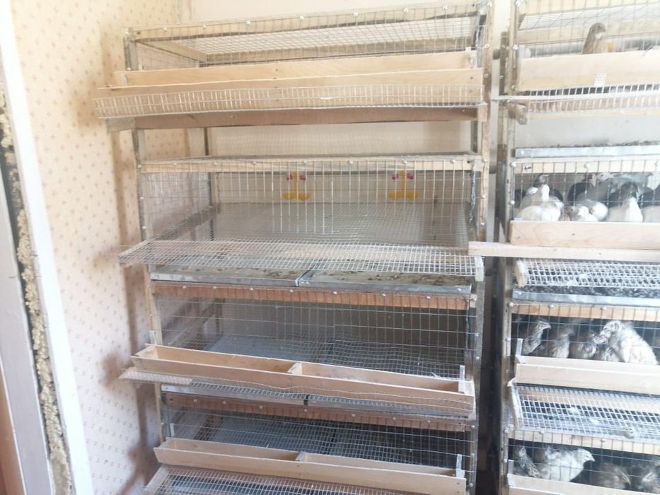 Продаю клетки для перепелов