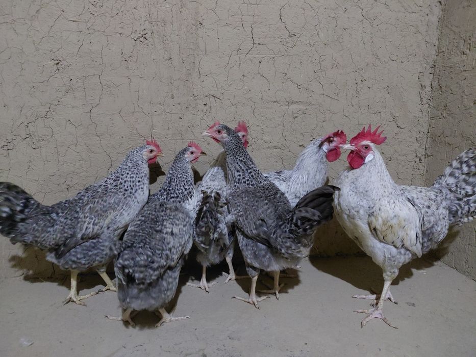 Barkovski tovuqlari sotiladi 5 oyli