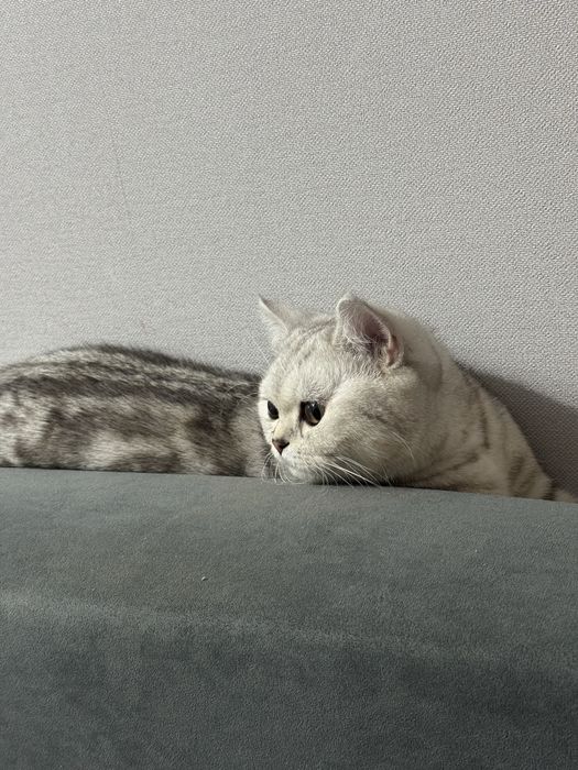 Британская кошка бесплатно