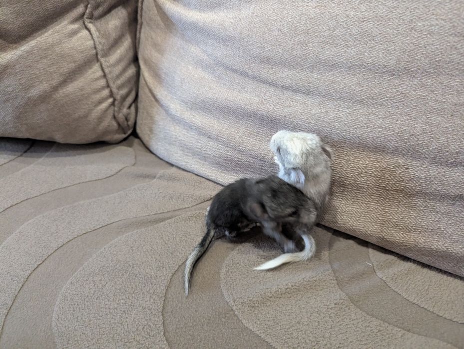 Шиншиллы. Бронирование