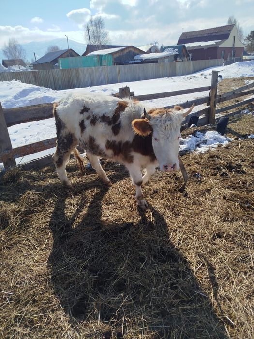 Продам бычков и нетель