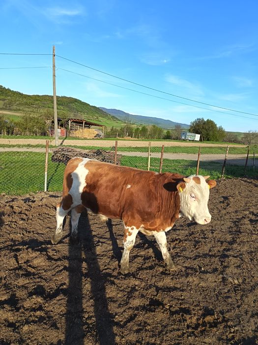 Tauri pentru montă