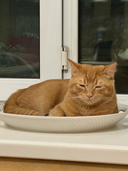 Ищем кошку для вязки кота