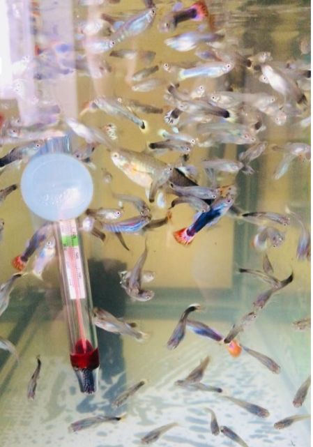 Гуппи рыбки район тастак