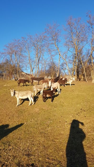 vând lapte de magarita proaspăt