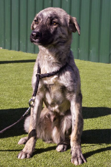 Собака (2,5 года) в добрые руки