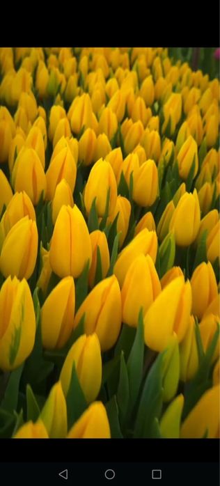 Тюльпаны оптом Алматы