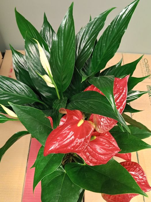 Комнатные растения