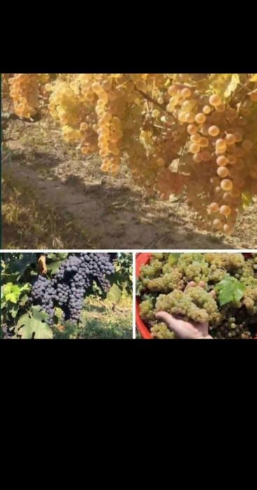 Struguri de vin livrăm în toată țara