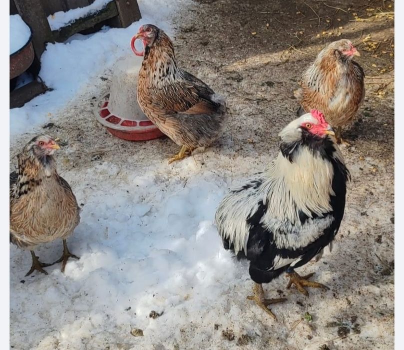 Ouă araucana pentru incubat.