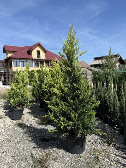 Vand leylandii/leylandii gold calitate extra diferite dimensiuni