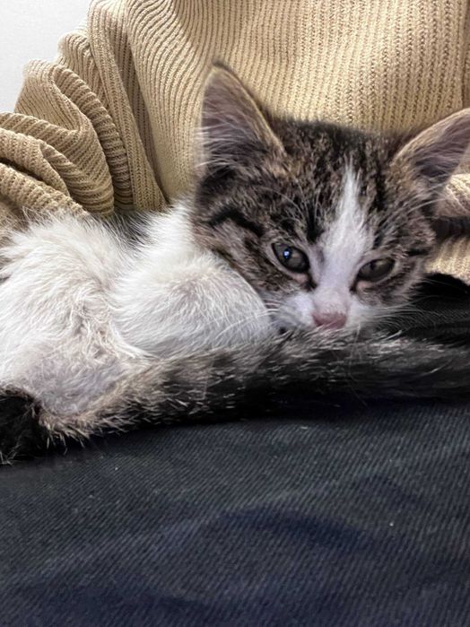 Котенок в добрые руки