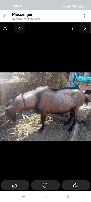 Vind țap ,caprā și iadā de 2 luni.Rasā Francez Alpin ,in apropiere de Tecuci  tel : 0771438546