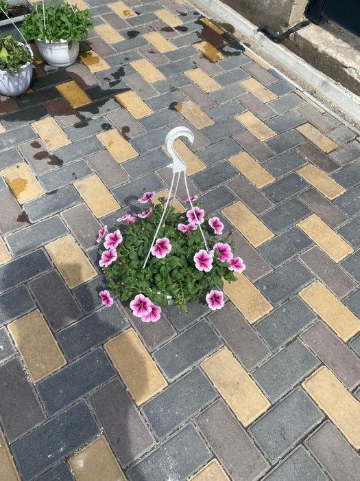 Петуния ампельная