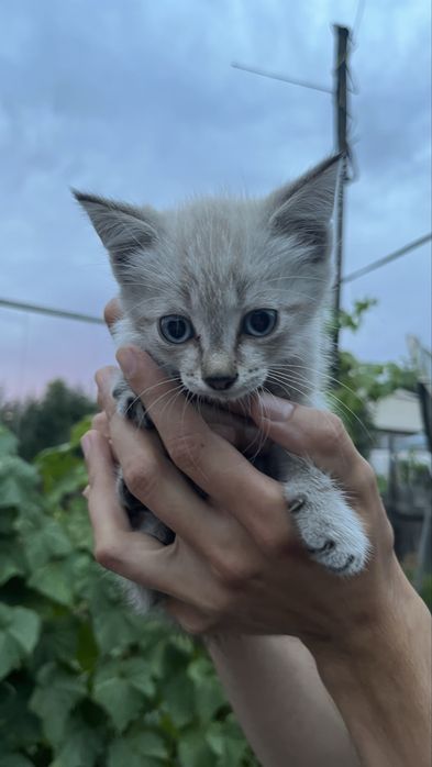 Котята мальчики | 2 месяца