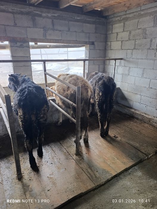 Продам бычки подсосы