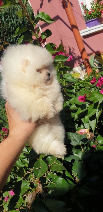 Померан мини померан