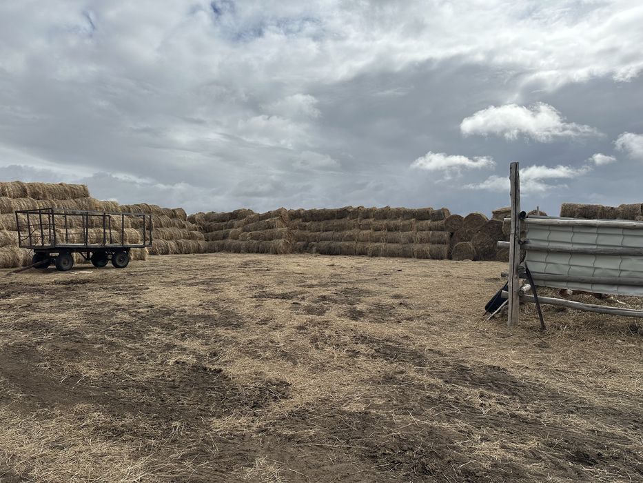 Продам сено в рулонах