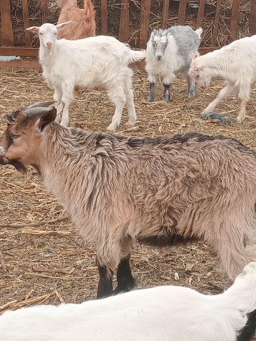 Miei și ies de vânzare