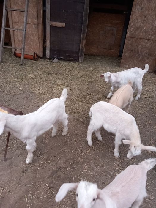 Iezi sannen și anglonubieni