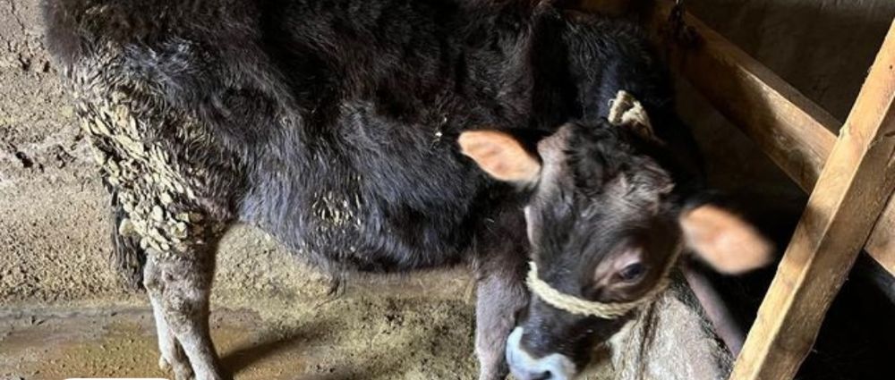 Прадаётся бычки алатау