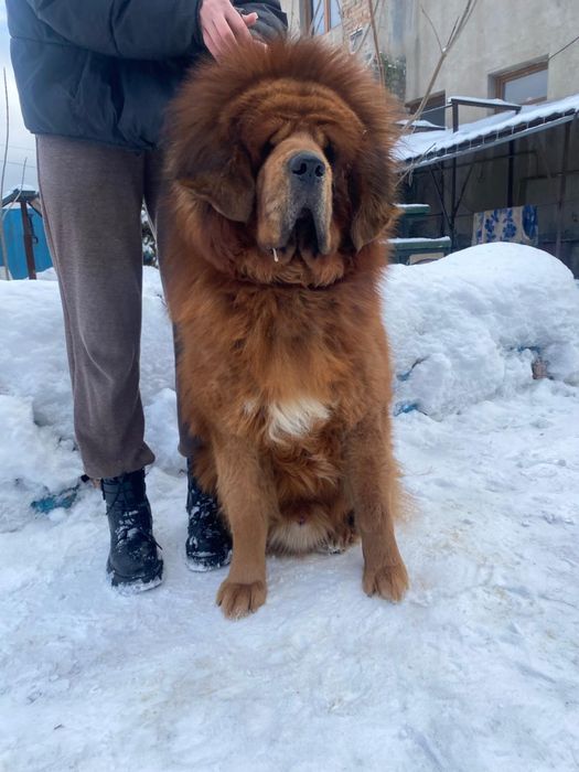 Кобель тибетского мастифа вязка