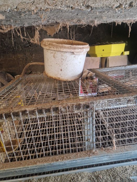 Клетки за пъдпъдъци