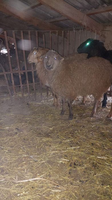 2 бас токты сатылады