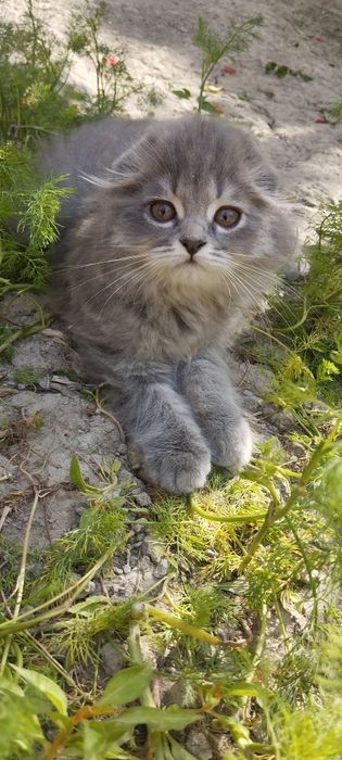 Mushuk zotdor sotiladi