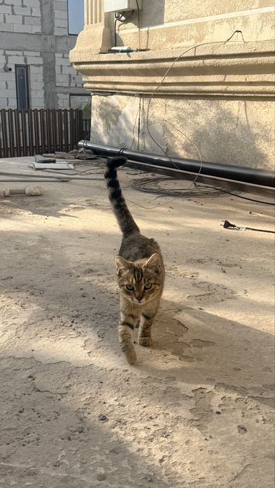 Котенок в добрые руки