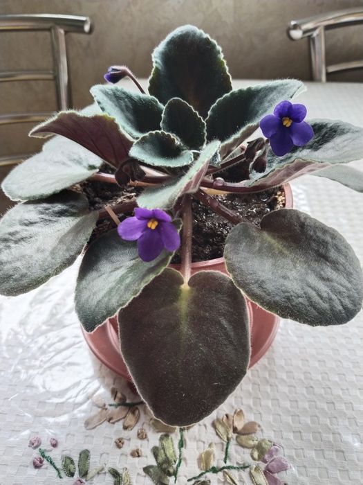 Продаётся фиалка